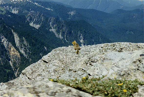 chipmunk at the edge of a cliff