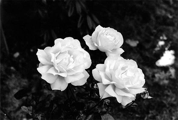 black and white photo of three roses