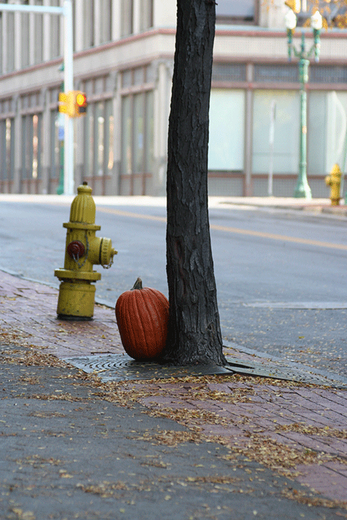 pumpkin hanging out on the street